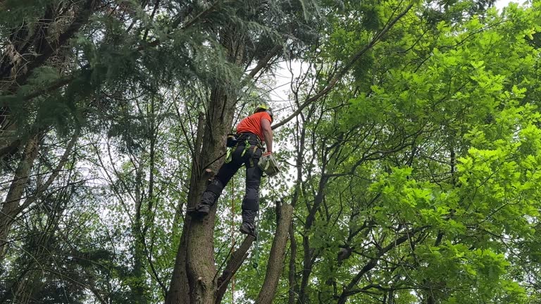 Best Stump Grinding and Removal  in Marvin, NC